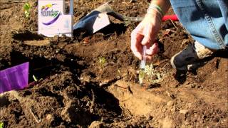 How to Poison Tree Root Suckers Left From Cutting Down Tree using Roundup [upl. by Mcadams]