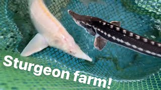 Visiting a sturgeon farm New fish coming [upl. by Blodgett]