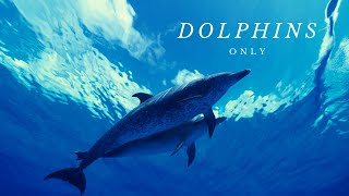 Dolphin Song Flowing🐬 Very Relaxing and Soothing Sleep Music with Dolphin Videos [upl. by Diann50]