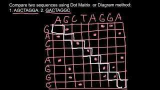 Bioinformatics Dot Matrix or Diagram method explaned 1 [upl. by Tacita]