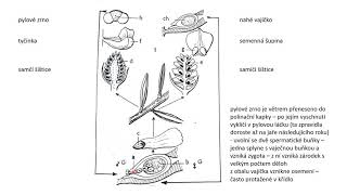 Rozmnožování nahosemenných a krytosemenných rostlin [upl. by Kliman]