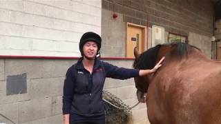 How To Poultice A Horses Foot [upl. by Teresa674]