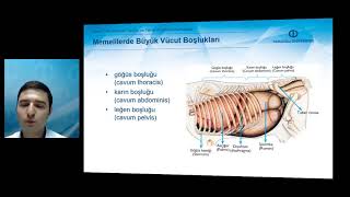 TEMEL VETERİNER ANATOMİ  Ünite 1 Özet [upl. by Eatnahs]