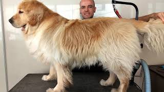 Trimming Golden Retriever [upl. by Helban]