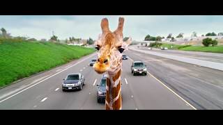 The Hangover  Part III 2013 Giraffe Scene [upl. by Gnahk]