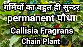 How to Grow amp Propagate Callisia Fragrans  Chain Plant  Octopus PlantBasket plant [upl. by Curnin]