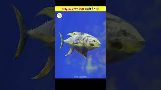 Dolphins Get High On Pufferfish 🤯 [upl. by Aneled887]