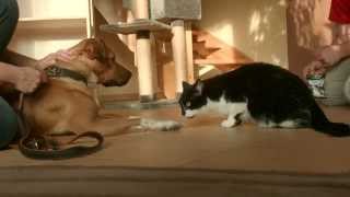 Maxi Zoo  Kennismaking tussen hond en kat [upl. by Lehsreh]