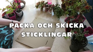 Packa och skicka sticklingar [upl. by Tattan]