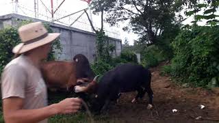 Pelea de toros brahman vs holstein [upl. by Epner]