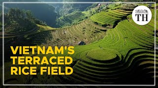 Spectacular rice terrace fields of Vietnam [upl. by Htebasil]