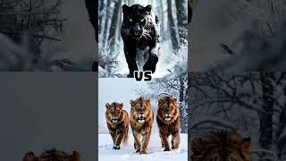 Black Panther Vs Giant Polar Bear vs Wolf Vs PitBull vs Lion [upl. by Taylor]