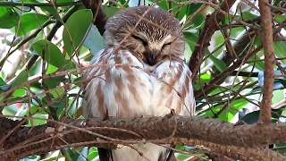 Northern SawWhet Owl Preening [upl. by Helge]