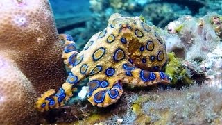 Blueringed octopus flashing its bright warning colors [upl. by Itirp490]