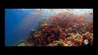 Red Sea quotAnthiasGoldfishquot [upl. by Emlynne]