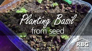 Urban Gardening Planting Basil from Seed Indoors [upl. by Middendorf232]