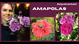 Amapolas todo sobre ellas como sembrarlas transplantartas y juntar semillas [upl. by Yellhsa]