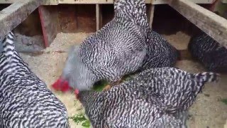 My Barred Rock Chickens Love Greens [upl. by Willem689]