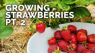 Growing Strawberries Part 2 Pruning Pests and Harvesting [upl. by Ettedanreb]