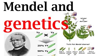 Mendel and genetics [upl. by Cheney]