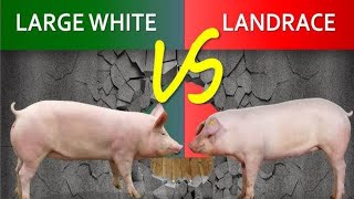 Large White pig VS Landrace pig  which is Better for Commercial pig Farming in Nigeria [upl. by Toshiko]