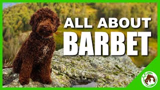 All About The Barbet [upl. by Bixby261]