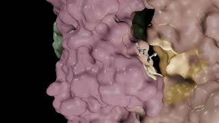 3D Animation of the Mechanism of Action of Acetylcholine and its Transmembrane Receptor [upl. by Merrielle]