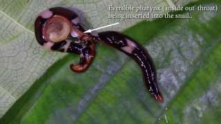 Predatory Flatworm Hunting Snails [upl. by Hairakcaz698]