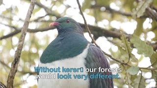 Discover kererū [upl. by Nona269]