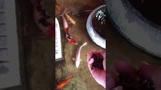 Food fish time lifestyle viralvideochallenge facebookviral realestate tiktok you [upl. by Ahsiken]