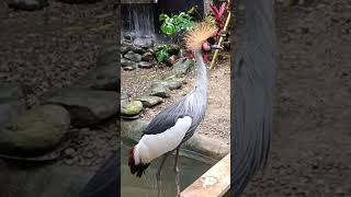 GREYCROWNED CRANE [upl. by Carina352]