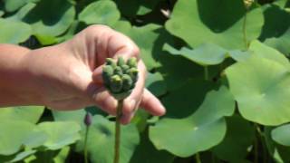 Laura Explains Seed Pods of Lotus Flowers [upl. by Harshman]