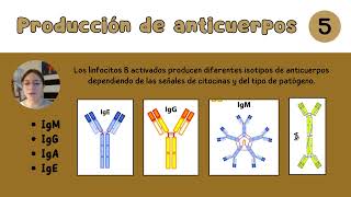 Linfocitos B y recombinación VDJ [upl. by Sida]