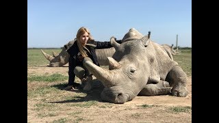 THE LAST TWO NORTHERN WHITE RHINOS IN THE WORLD [upl. by Loria223]