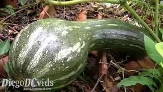 Cucurbita moschata Cucurbitaceae Abóbora gigante [upl. by Valma]