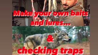 Coyote Trapping  Making Baits and Lures [upl. by Frodin]