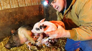 5 Fun Facts About Pigs 🐷 with Farmer Froberg [upl. by Oirasec]