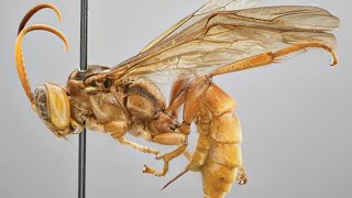 Terrifying AlienLike Wasp Discovered in Amazon Preys on Hosts from the Inside Out [upl. by Donia890]