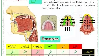 Makhraj No 717  Makhraj of Daad  Articulation Points of Arabic Alphabet Letters [upl. by Notlrahc609]