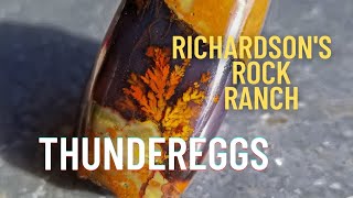 Cutting Rare Oregon Thunderggs Revealing Priday Plume Richardsons Rock Ranch [upl. by Iaras]