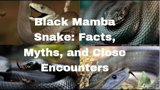 Black Mamba Snake Facts Myths and Close Encounters [upl. by Nimad]