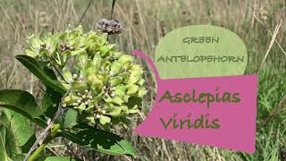 Asclepias viridis Green Antelopehorn [upl. by Olga]