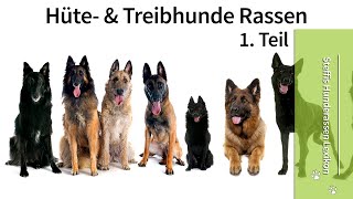 Steffis Hunderasse Lexikon ➡️ Hütehunde Rassen ➡️ 1 Teil Hütehunde ✔️ [upl. by Mona]