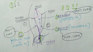 Pes anserine Bursa and its clinical [upl. by Demy395]