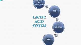 A2 PE Ex Phys Lactic Acid System [upl. by Ssor80]