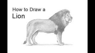 How to Draw a Lion [upl. by Clinton410]