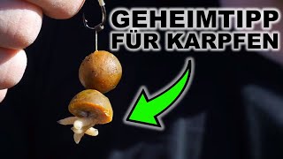 Mit diesem Köder fängt man immer Karpfenangeln im Frühjahr  Futtertaktik bei kaltem Wasser [upl. by Hepza879]