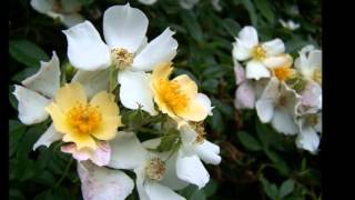 NANA MOUSKOURI The White Rose Of Athens [upl. by Asirrak]