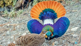 Himalayan monal Lophophorus impejanus displaying and dancing [upl. by Eneri]