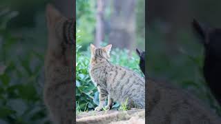 Adorable Cats Video [upl. by Latea]